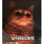 Thehighcat