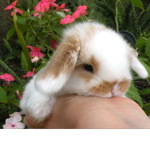 Bunny flowers