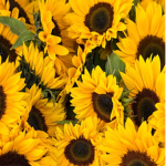 Sunflower Yellow Squad