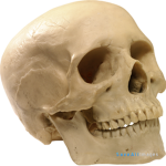 the_killers_skull
