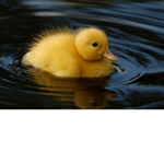 Ducks for3v3r