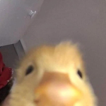 - Emma's club called kiwi! -