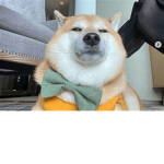 assquiis