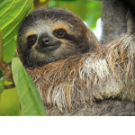 Teh elder slothz