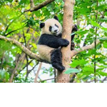 Pandas c'mon they cute