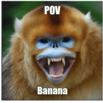 THE MONKE AIRFORCE