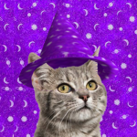 Wizard Cat Saga