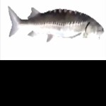 Snipe Your Free UGC Limiteds