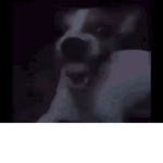 Dolorez