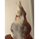 Parrot Club! :P