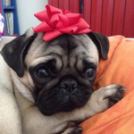 The Pugz =-= xD