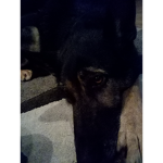 German Shepherd group<3