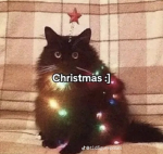 Cat lordship