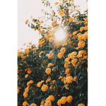 Tropical...Rose