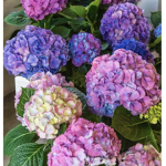 Hydrangea <3
