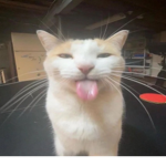 Cat fan club official
