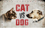 Cat V.S. Dog