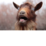 The Godly Goats!