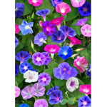 Morning Glory Sprouts