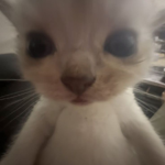 gulppppps