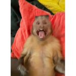 gothiq