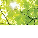 Leafi's Group