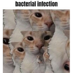 h3llokitty??