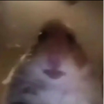 Hamster Clut 22