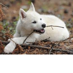 Wolf Group for everyone
