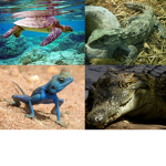 Crazy reptile cult