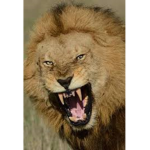 Lions are sicckkkkkkkk bruh >:3