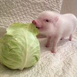 ~ pig farm ~