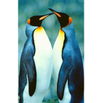 TeamPinguin