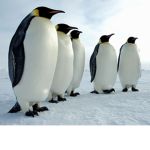 Penguin Protection