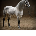 Star Shine Stables Riding Rescue Academy