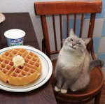 CATS OF WAFFLE STUDIOS!
