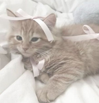 cats r the cutest