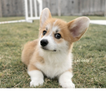 CorgiForLife