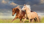 Horse riders! ! :D