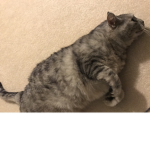 Kitty's home place