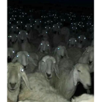 Cʜᴇғ ᴛᴜʀᴛʟᴇ ɢᴀɴɢ