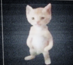 The cat group81
