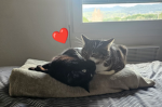 Les chats pralinés