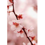 Cherries love