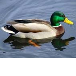 Duck paradise