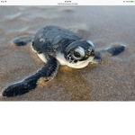 The king of all turtles