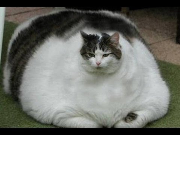 Adopt and Rise an Cute family