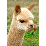 Alpaca Paca Pwaa!