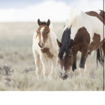 Horsefutures