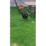 Black Bunny Army